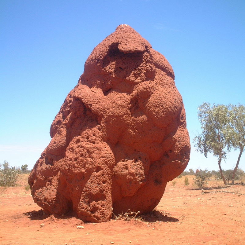 Worlds_Largest_Termite_Mound