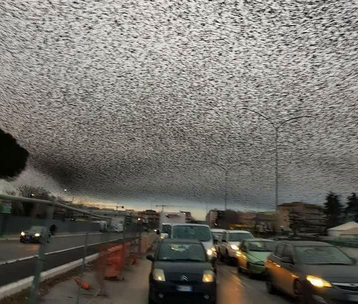 Massive_Flock_of_Birds