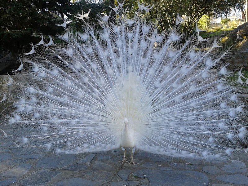 White_Peacock