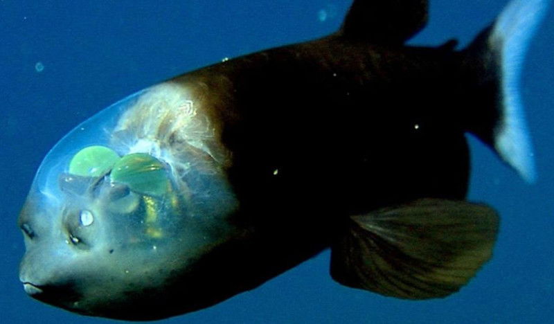 Barreleye_Fish