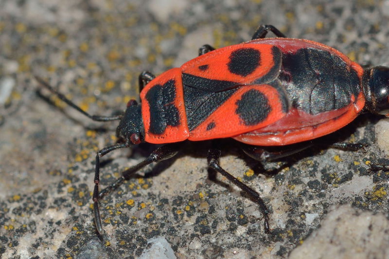 japanese_red_bugs