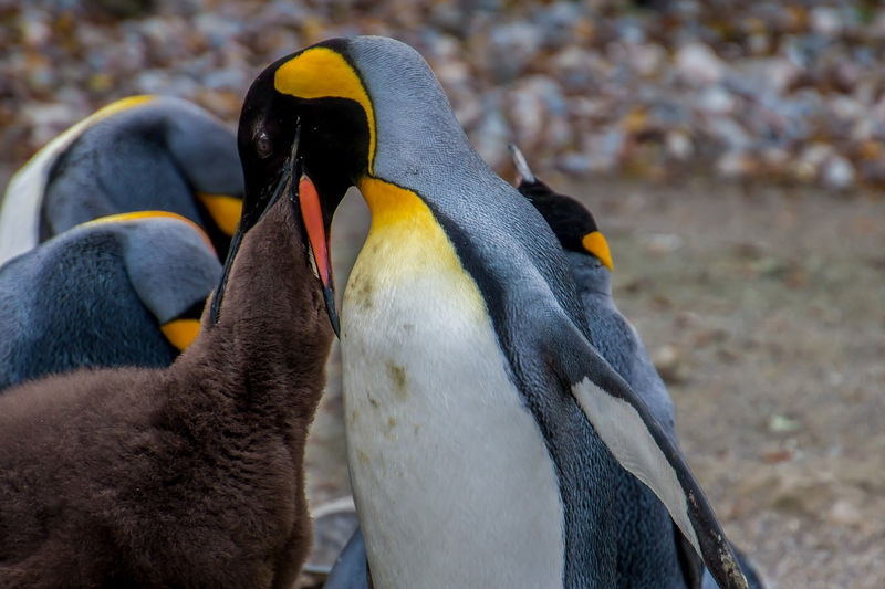 emperor_penguin_feeding