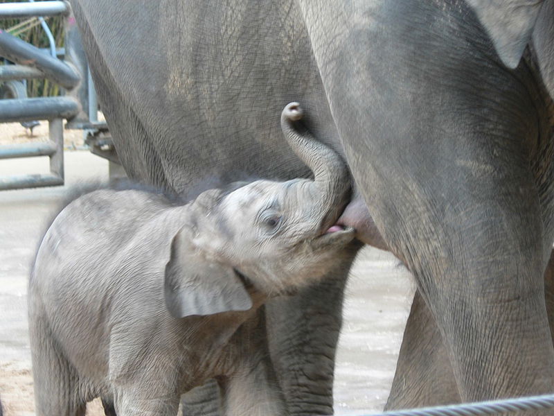 Elephant_breastfeading