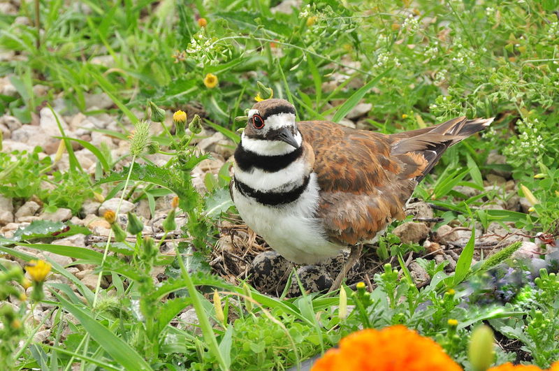 Killdeer_Eggs