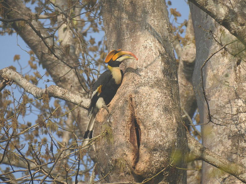 hornbill_nest