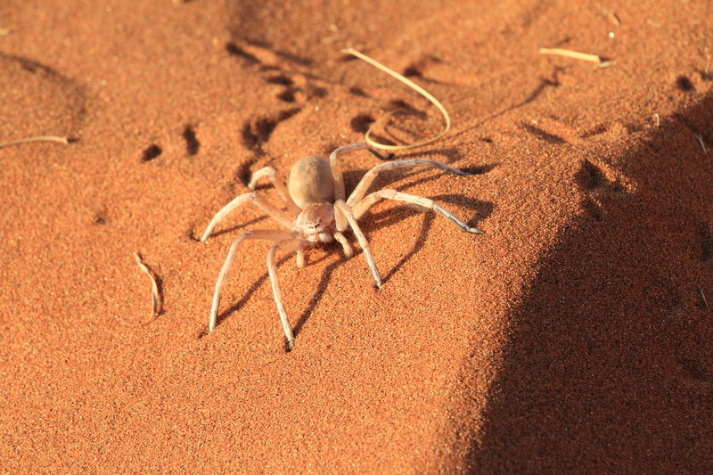 desert_spider