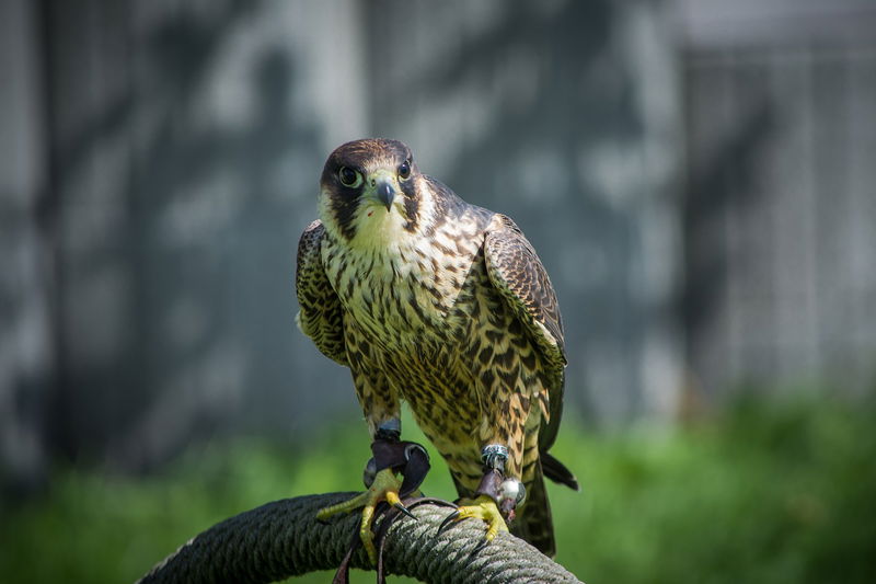 10._Peregrine_Falcon