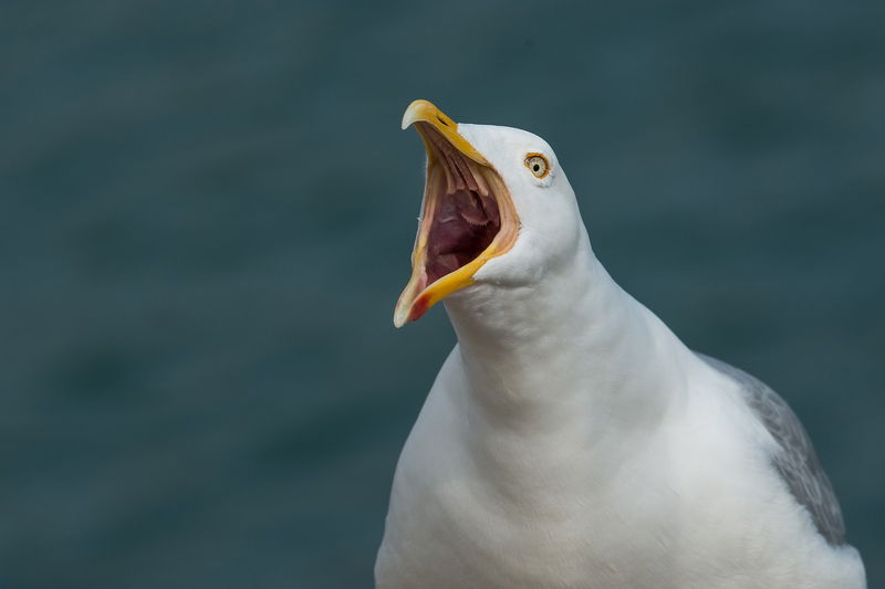 8._European_Herring_Gull