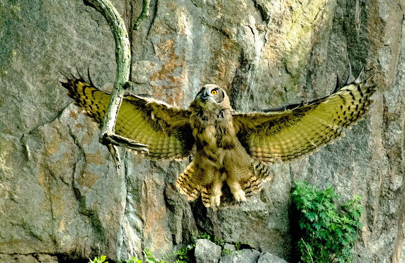 6._Great_Horned_Owl