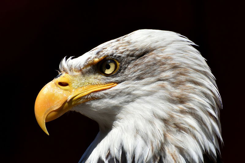 5._Eagles_1