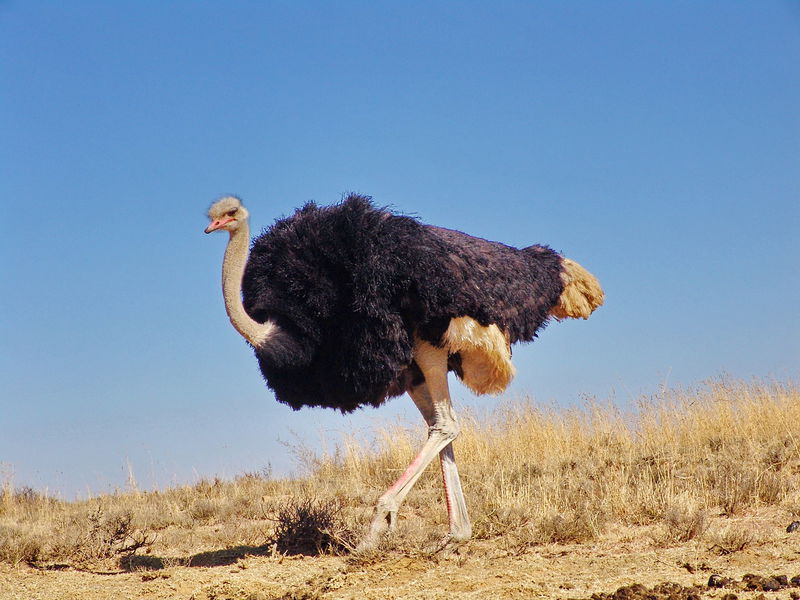 3._Ostrich