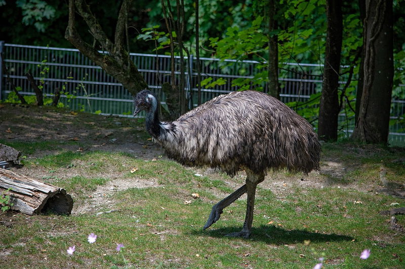 4._Emu