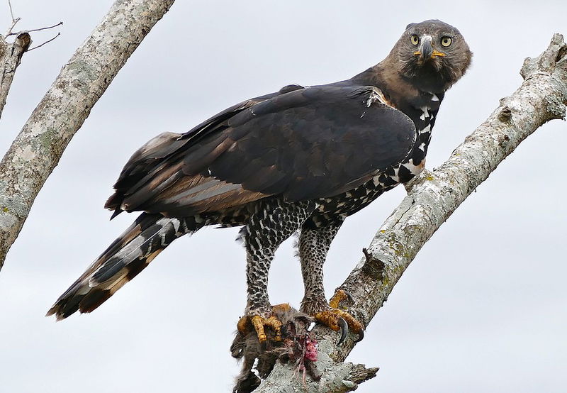 2._The_Crowned_Eagle