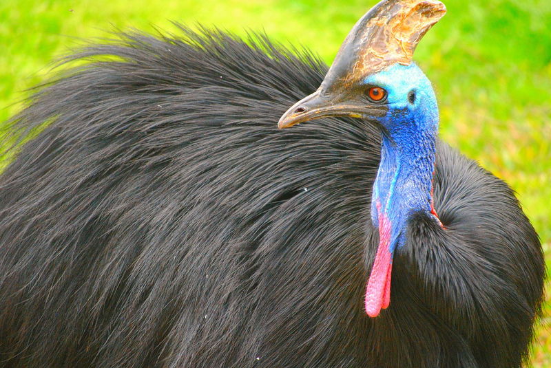 Most Dangerous Birds on Earth Cassowary