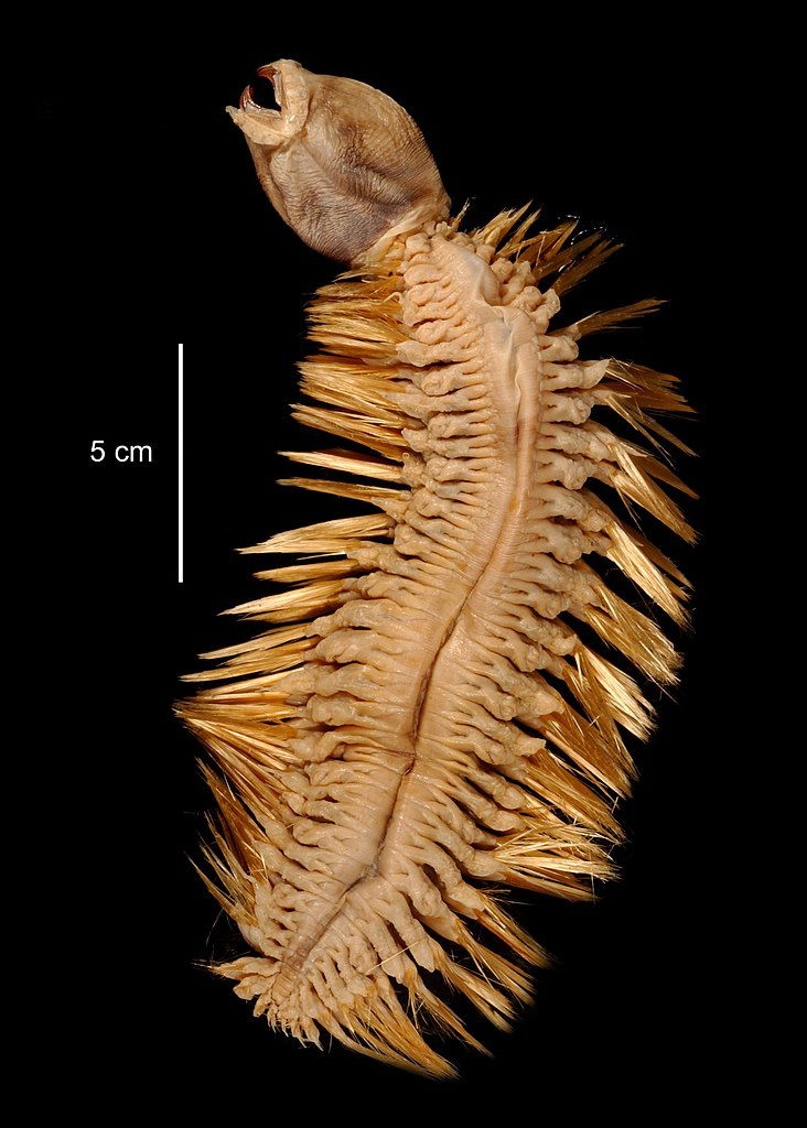 Antarctic_Scale_Worm