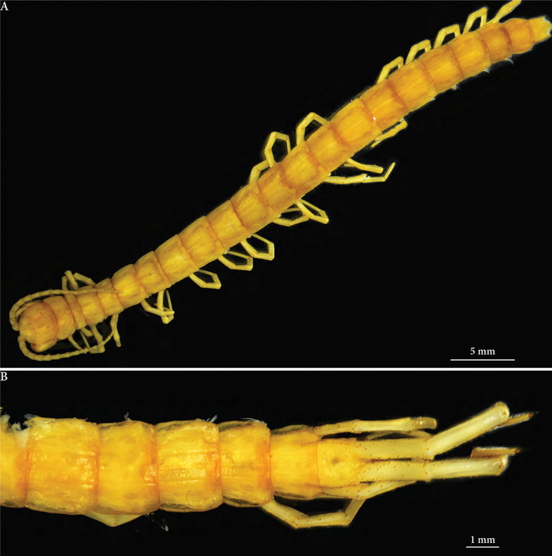 Cryptops_speleorex__holotype_