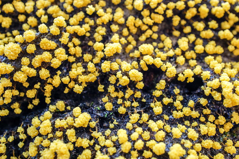 Physarum_polycephalum