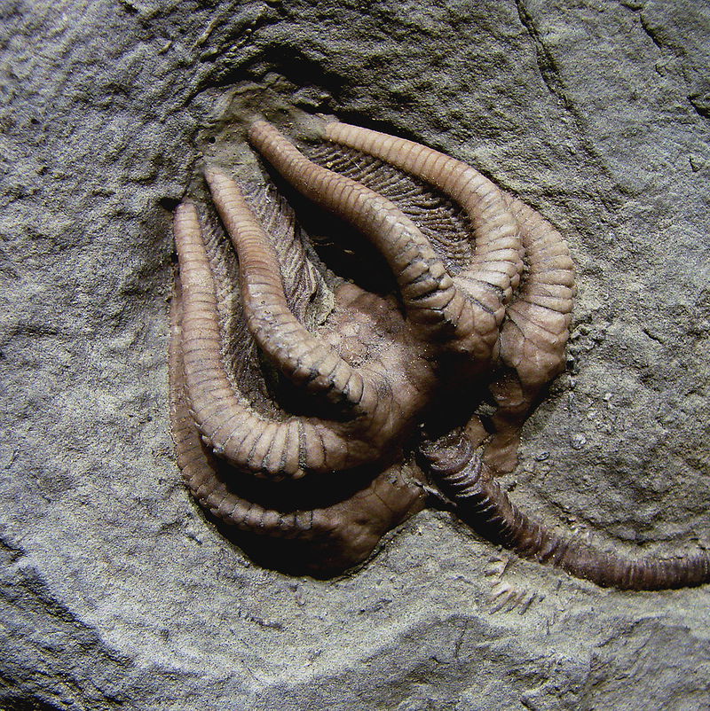 crinoid