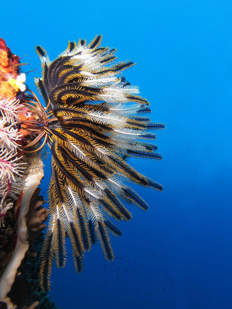 Crinoid_on_the_reef