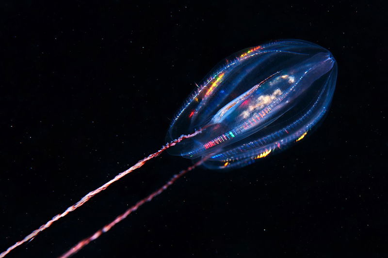 1200px-Ctenophora-Comb-jelly-Mertensia-ovum-05