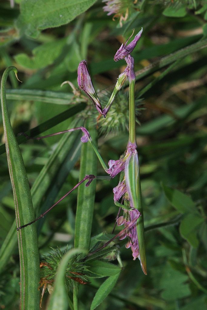 Empusa_fasciata_female