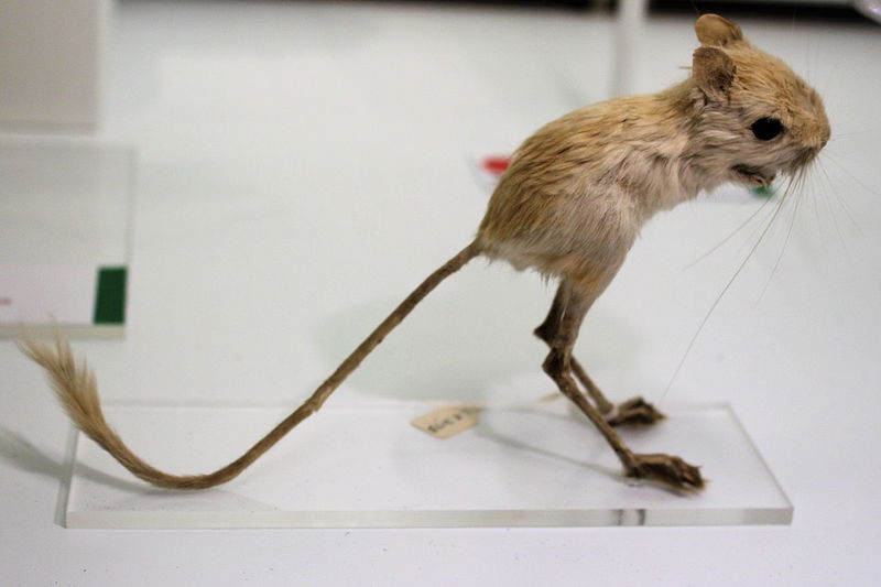 Jerboa