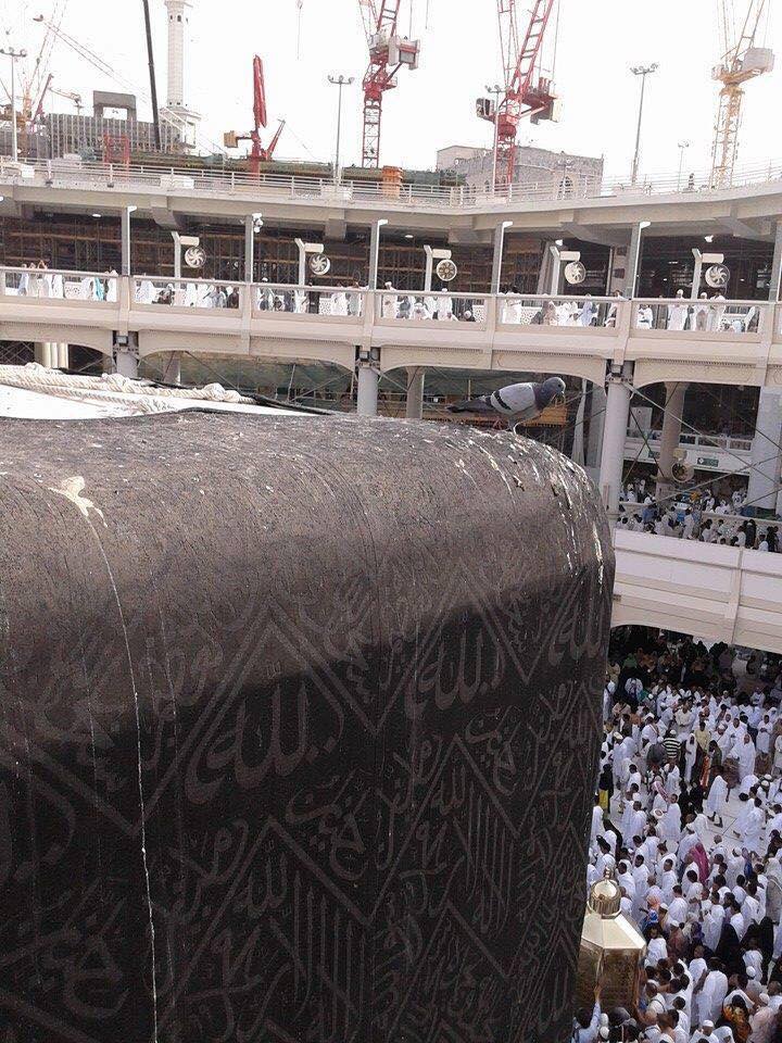 birds_on_kaba