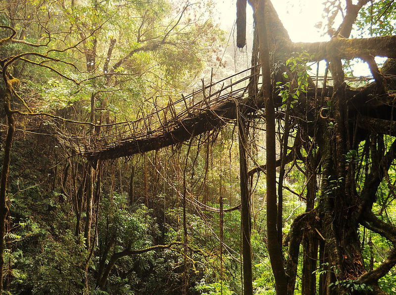 4__Living_root_bridges__India