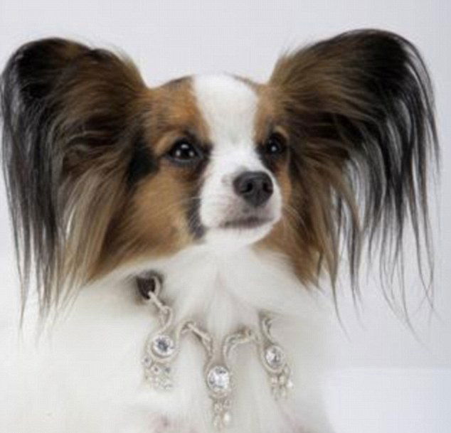 3.2_million_dollar_dog_collar