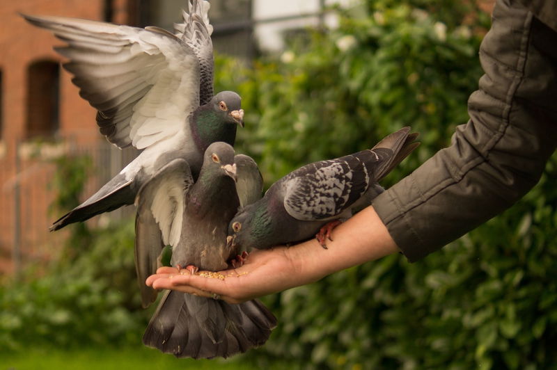 Don’t feed the pigeons in San Francisco.