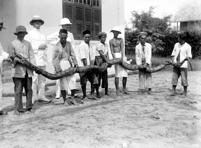 COLLECTIE_TROPENMUSEUM_Python_reticulatus_TMnr_10006439