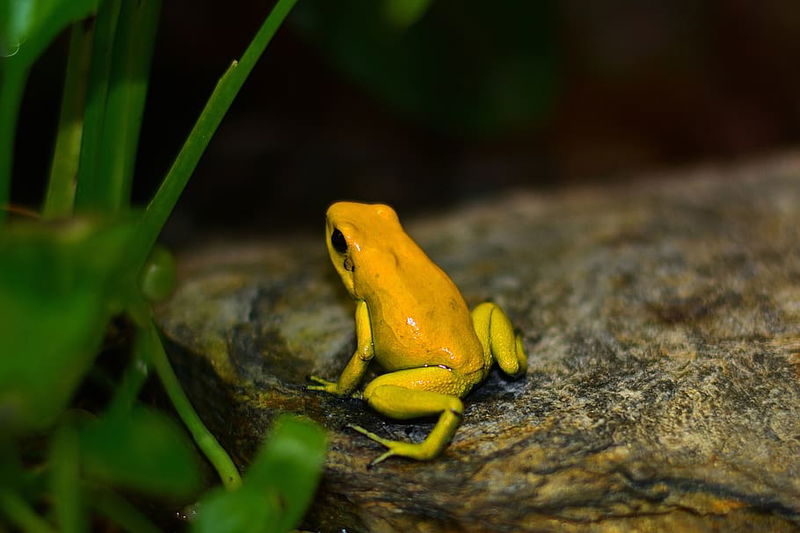 yellow-poison-dart-frog