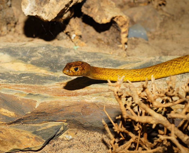 Inland-Taipan-Snake