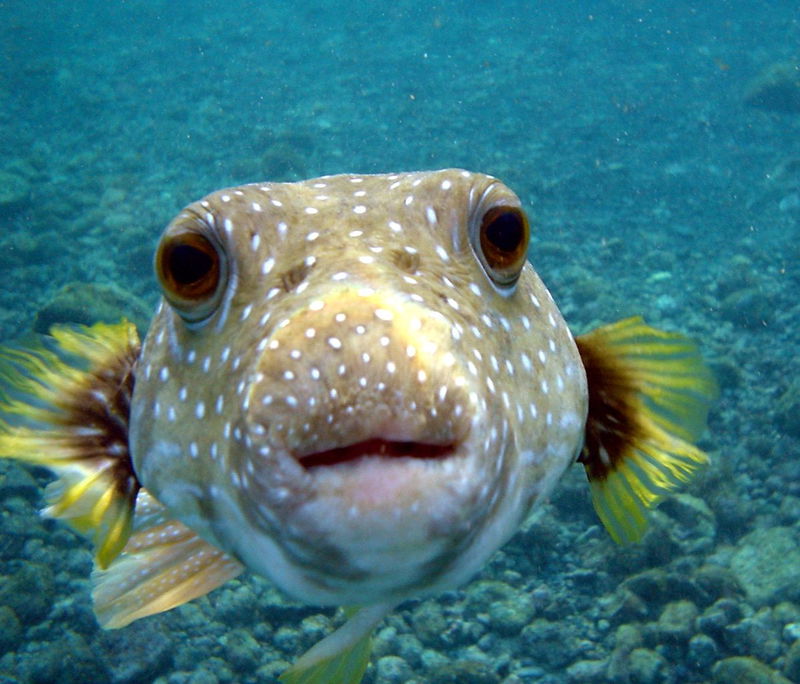 Puffer_Fish