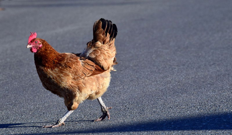 4._Don___t_let_the_chicken_cross_the_road_in_Georgia