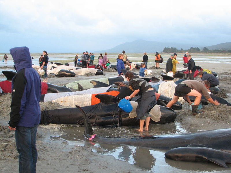 Whales_on_beach__Farewell_Spit