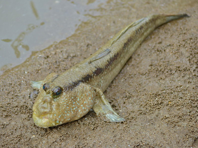 Giant_Mudskipper