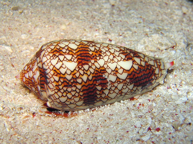 cone_snail