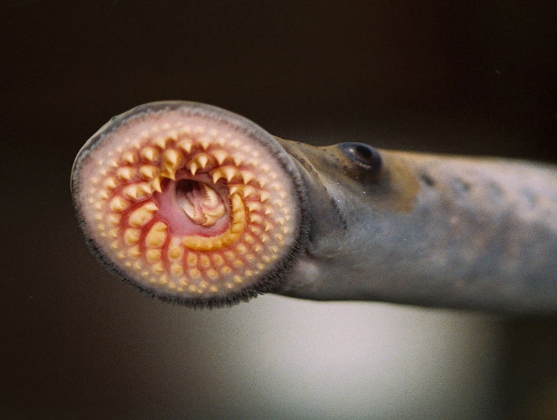 sea lamprey mouth