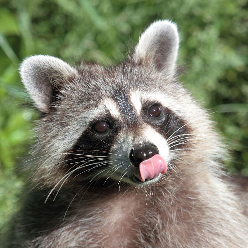 racoon