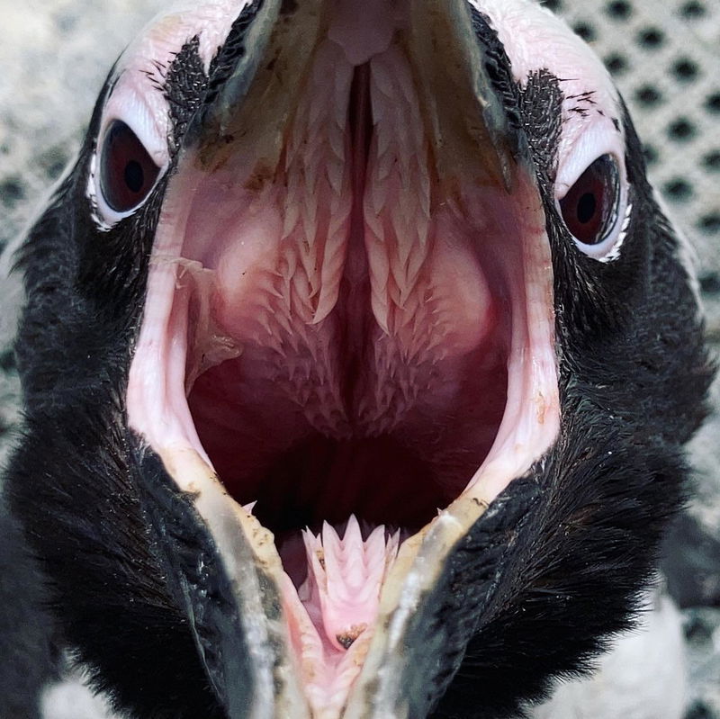 Inside_Penguin_Mouth