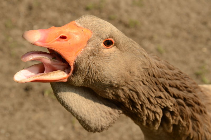 geese_tongue