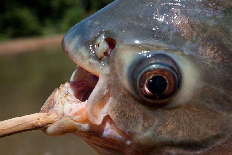 pacu_fish_teeth