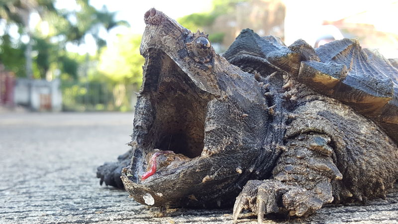 alligator_snapping_turtle_tongue