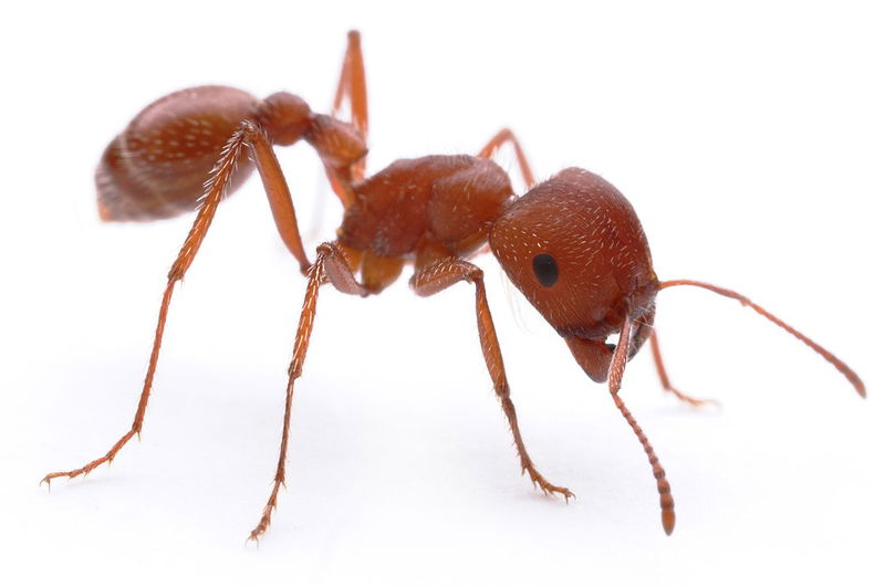 11._Maricopa__Harvester_Ant__