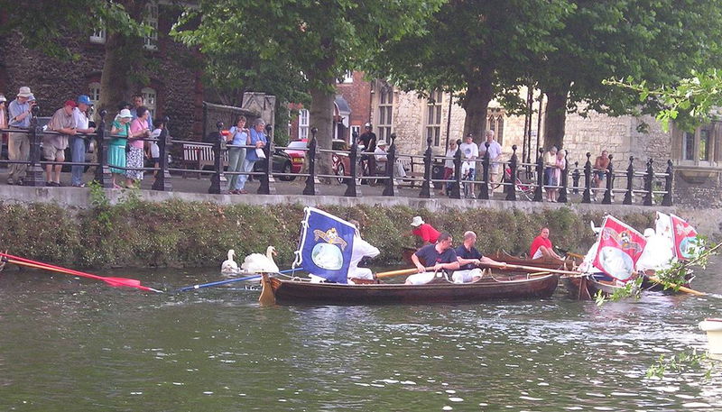 Swan_Upping