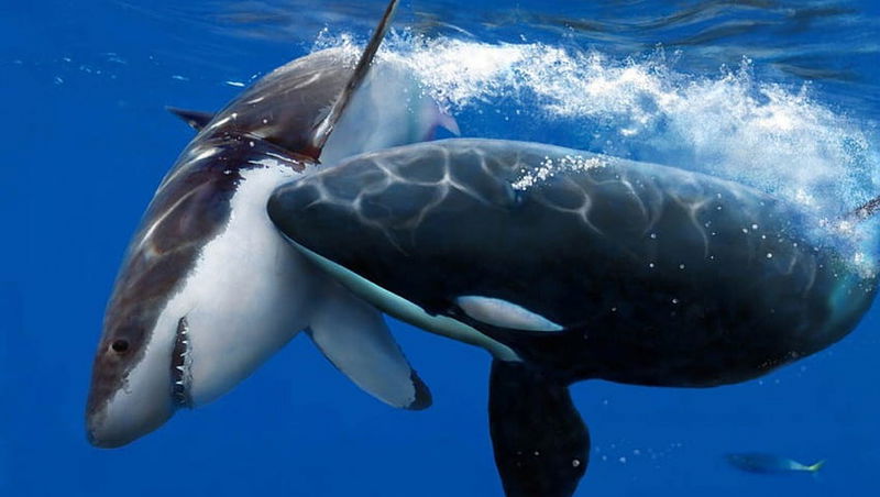 orca_vs_white_shark