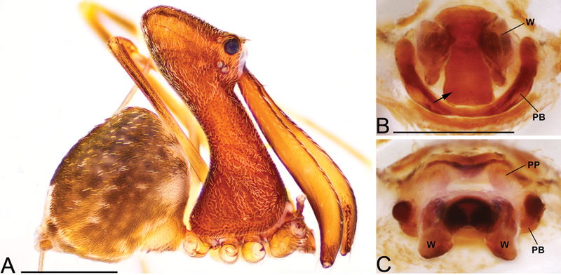 pelican_spider