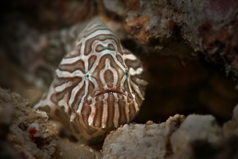 Psychedelic_frogfish