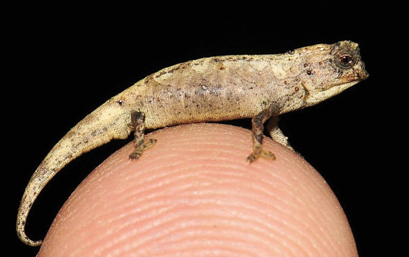 Brookesia_nana